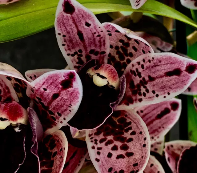 Cymbidium Magic Black Lip Híbrido New Orquídea Orquídeas