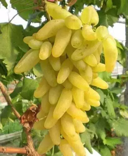 50 Finger Shape Grape Seeds Vitis Vinifera Organic Fruit Seed Heirloom