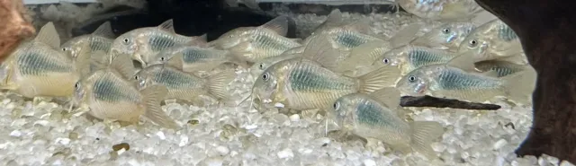 Bronze Cory 1.5” (10 Pack) -Live Freshwater Tropical Aquarium Fish