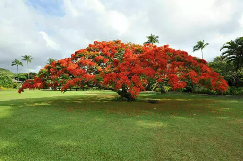 Delonix Regia - Albero Del Fuoco, 10 Semi Selezionati