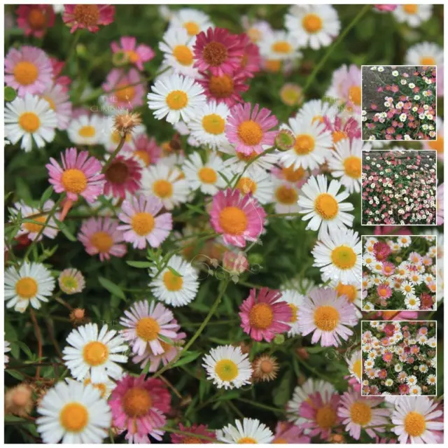 Erigeron Profusion x50 Seeds. Heavy flowering evergreen perennial. Seaside daisy