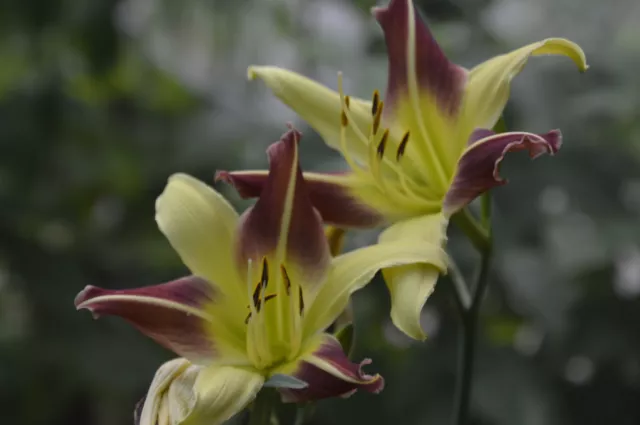 Taglilie Hemerocallis  HOWDY