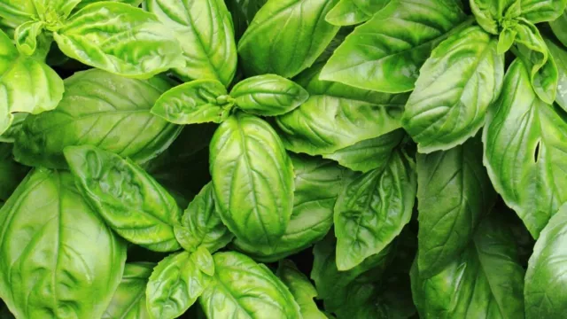 Garden Seeds Basil 1500+ Seeds Sprouting untreated Non GMO Full Grown plants