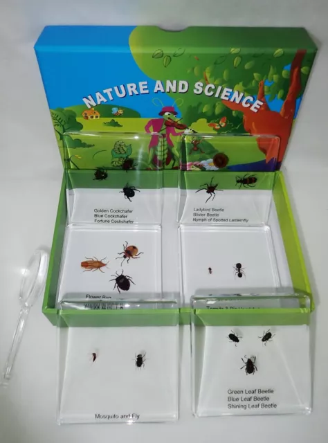 16 Insect Combination Slide Box Set 6 Square Resin Block Learning Kit SSDD74C1