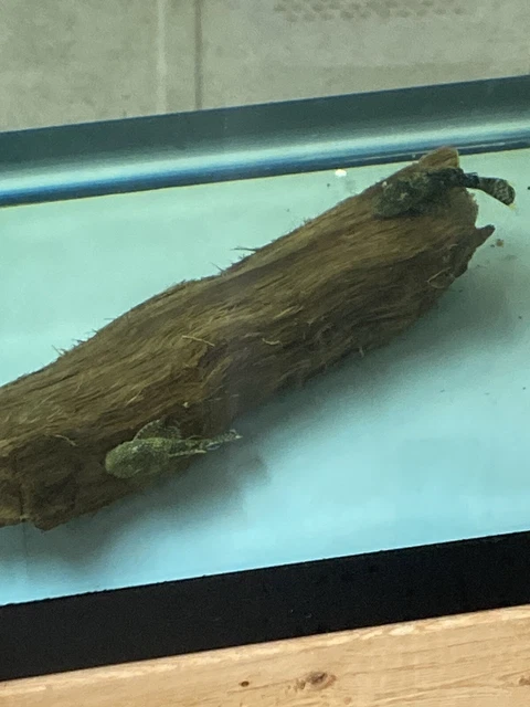 6 Pleco Brown Spotted /Calico Babies BristleNose 1”1/2 inch