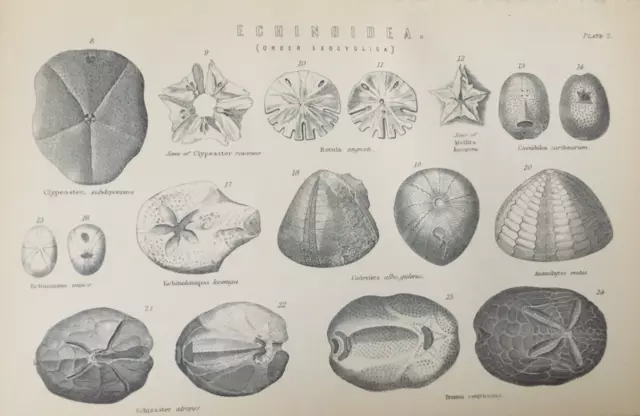 Antiker Druck Seeigel Gravur datiert 1870er Jahre Echinoidea Naturgeschichte