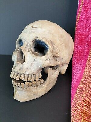 Old Cast Skull …beautiful display piece 3