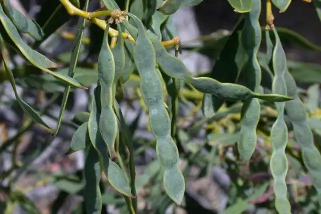 Acacia Saligna Mimosa, Golden Wreath Wattle Tree (25 seeds)