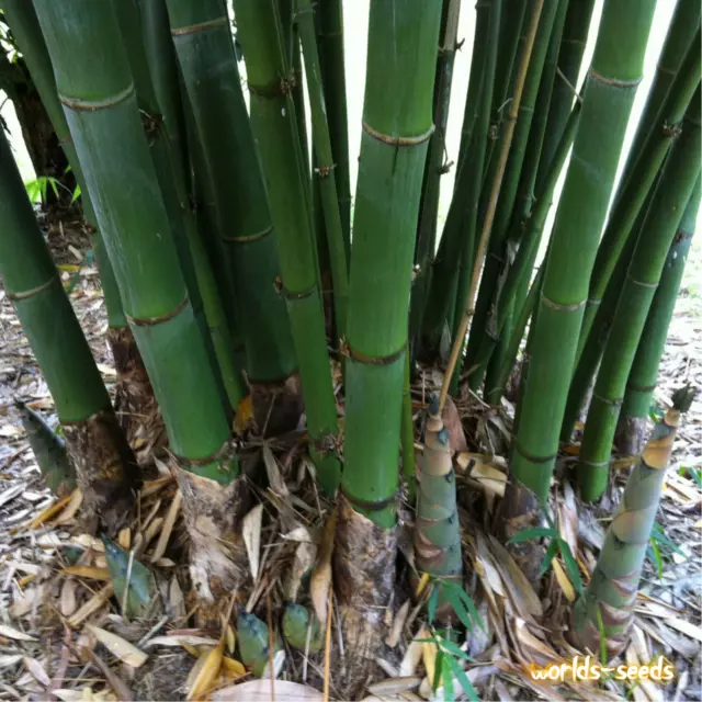 1/500 Semi Bambu Gigante Dendrocalamus Strictus Resiste -20  Semillas Seeds