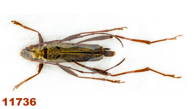 Cerambycidae: Acrocyrtidus sp.   A1, 20 mm, 1 pc