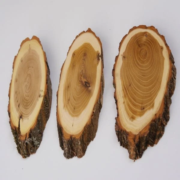 3 Pieza Acacia Escudo de Trofeo Medio Ciervo Corzo Cornamenta Baumschild Af 19cm 2