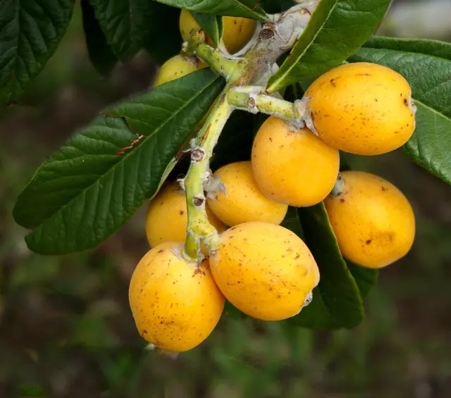 Eriobotrya japonica 70-90cm