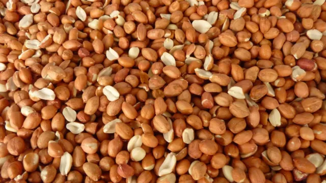 Wild Bird Whole Peanuts 5Kg - Aflatoxin Tested, Premium Grade Seed Food