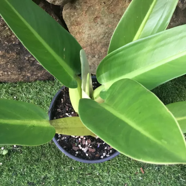 PHILODENDRON  Martianum - 'FAT BOY'- LARGE TROPICAL PLANT 2