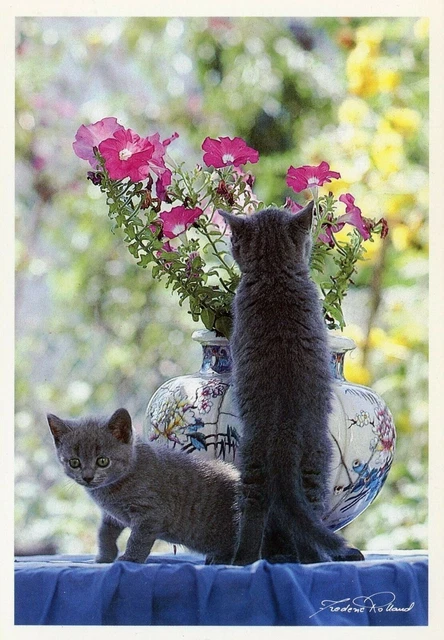 Cpsm / Postcard / Cat / Frederic Rolland Photo / Carthusian Kittens
