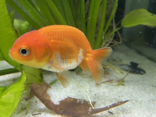 2 To 3 Inch Ranchu Goldfish