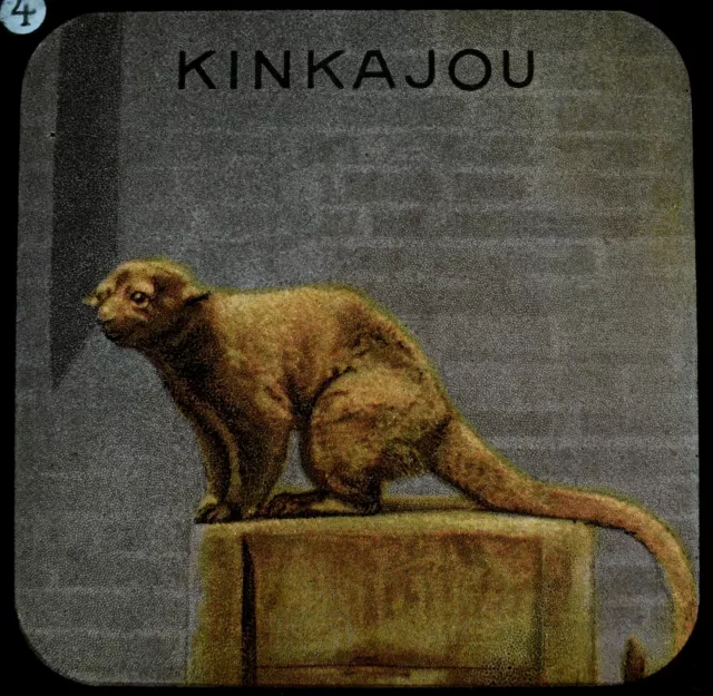 ANTIKE FARBE magische Laterne Folie A KINKAJOU C1900 ZOO ILLUSTRATION