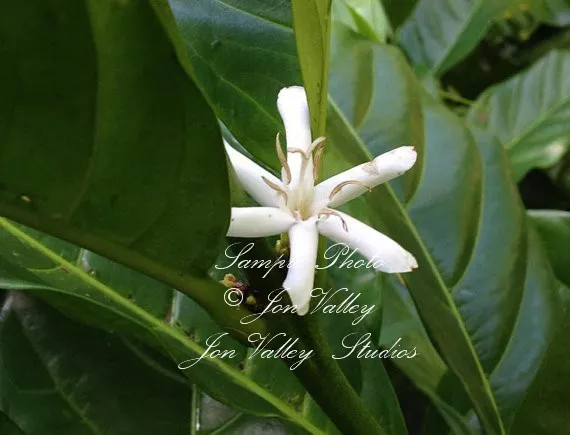 Coffea canephora robusta Coffee Tree Tropical Gardening Seeds Robust High Yield 3