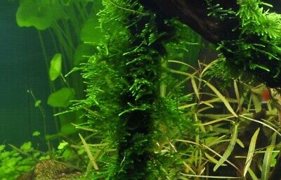 Tropica Taxiphyllum 'Spiky' Moss - Tissue Culture Cup 3