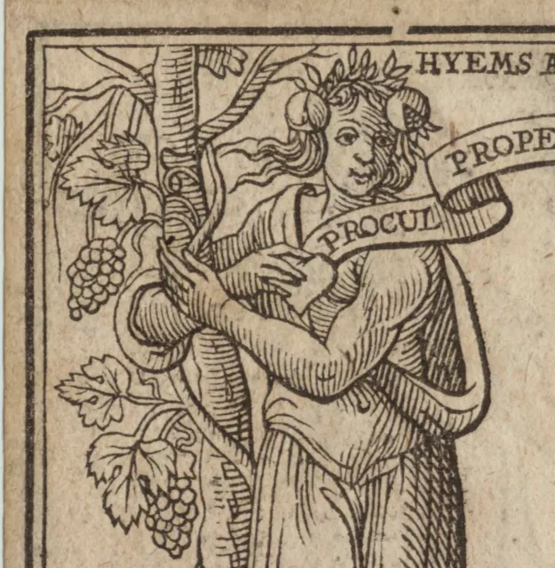WEIN Weintrauben SOMMER 2 orig. Holzschnitte um 1699 Ovid Kunst Freiheit HUT 3