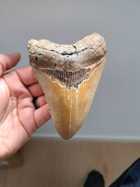 *nice* USA MEGALODON TOOTH TOOTH TOOTH TOOTH - 11.5 x 8.2 x 2.1cm