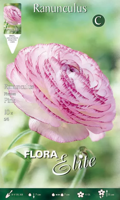 Bulbi Autunnali Ranunculus Ranuncoli Picotee Rosa Confezione Da 10 Bulbi