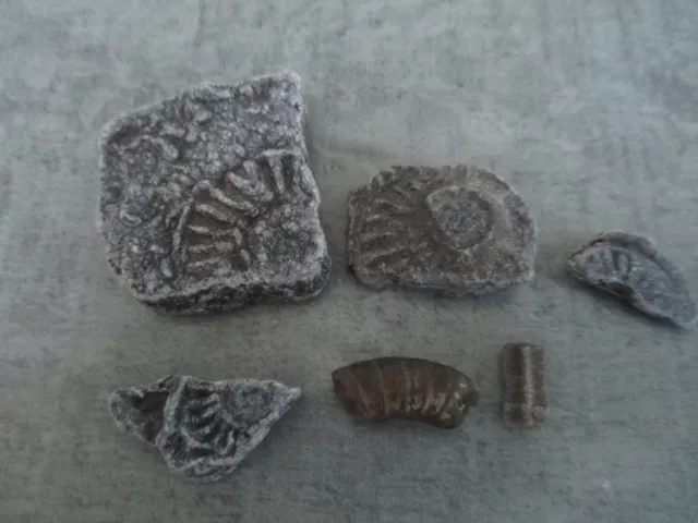 6 Fossils found on Lyme Regis beach 2000s mostly Ammonites, one unknown