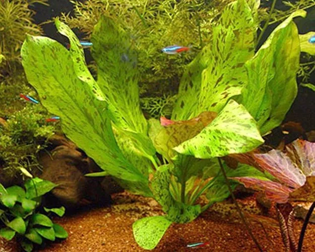 ECHINODORUS OZELOT RED ONE BUNDLE - Aquatic Live Plants  SUPER PRICE!!!!!