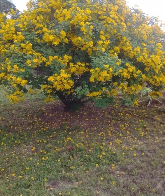 20 Semillas De Cassia Bicapsularis