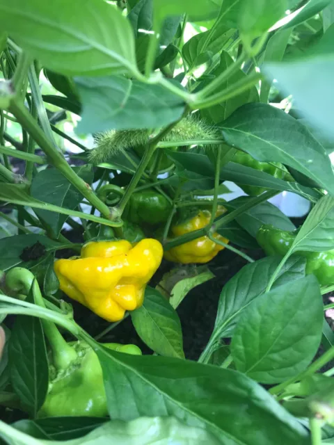 LOT OF 3 YELLOW  JAMAICAN SCOTCH BONNET 75 Day+ Old Super Hot Pepper LIVE PLANTS