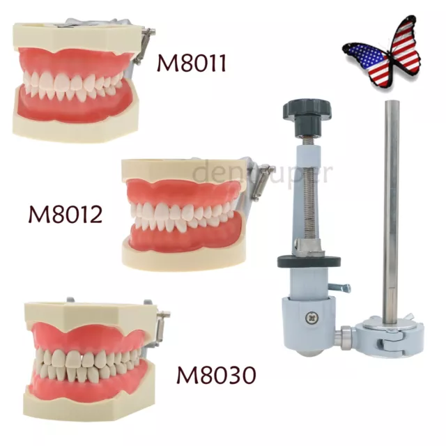 US Dental Typodont Teeth Model Mounting Pole Fit Kilgore Nissin Columbia Frasaco