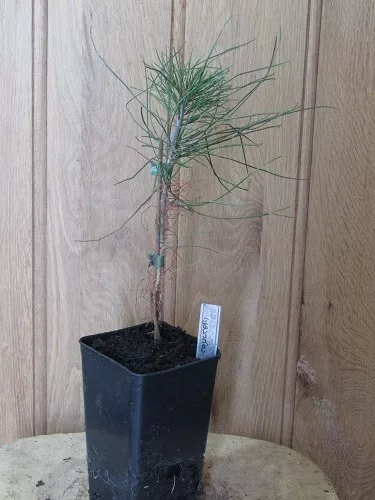 Pinus coulteri, big cone pine, 1.4L rose pot 27cm, conifer