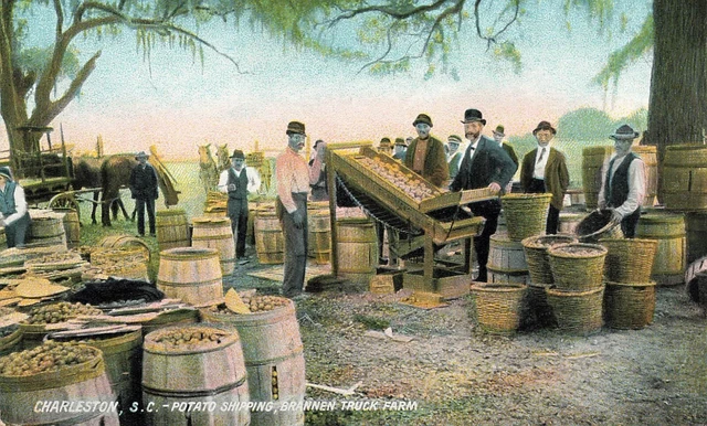 South Carolina Postcard: Potato Shipping, Brannen Truck Farm Charleston, Sc