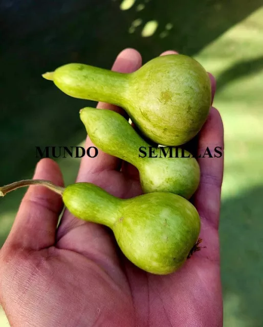 Calabaza botella  del Peregrino enana  ( 6 semillas ) seeds Cucurbita lagenaria