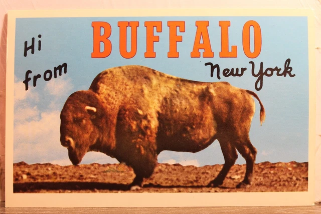 New York NY Buffalo Hi Postcard Old Vintage Card View Standard Souvenir Postal
