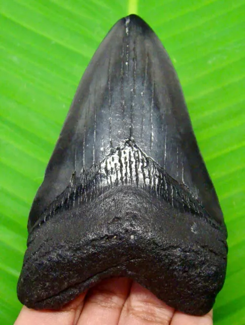 Black Megalodon Shark Tooth - 3.95”- Shark Teeth - 100% Real Fossil - Megladone