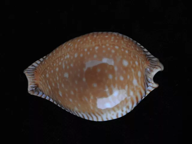 Sea shell Cypraea guttata surinenses f.bengalensis 51.4mm ID#5636 2
