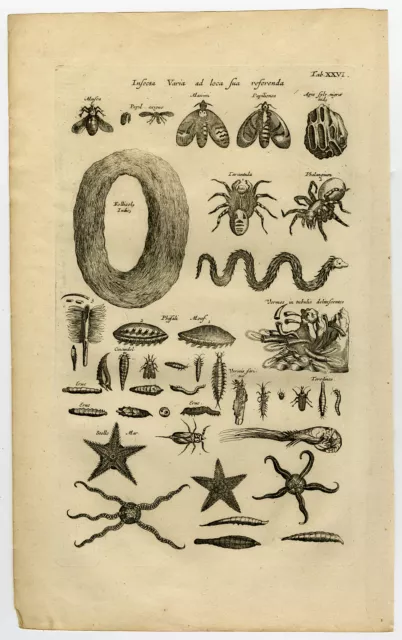 Antiguo Estampado-INSECTO-ECHINODERMO-TARÁNTULA-ARAÑA-ESTRELLA DE MAR-Jonston-Merian-1657 2