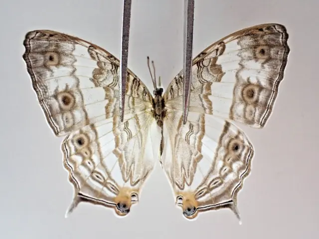 N19115. Unmounted butterflies: Nymphalidae sp. Vietnam. Nghe An