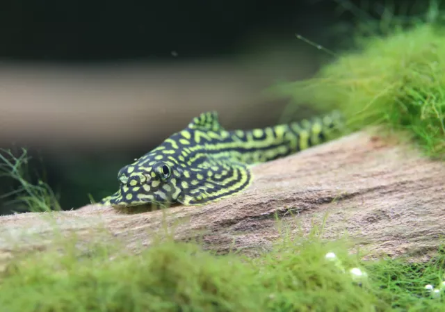 3 Reticulated Hillstream Loach(Sewellia lineolata) Live Fish