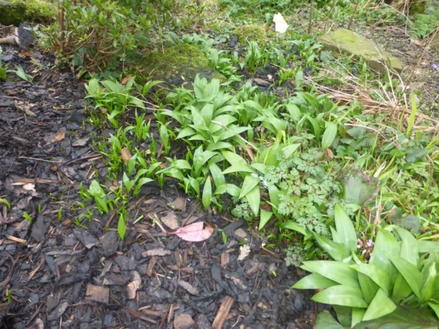 Large Clumps of Edible Wild Garlic Bulbs (about about 40 bulbs in a clump)