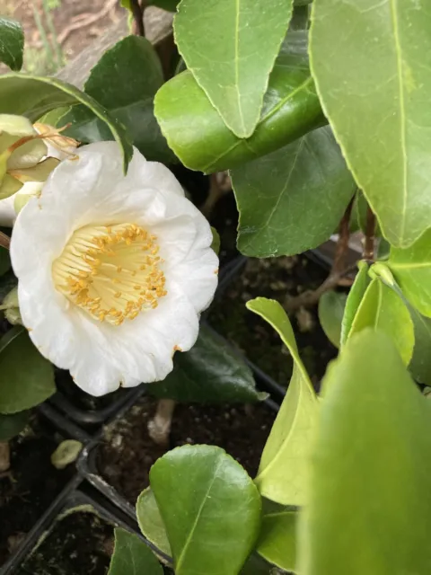 White Camellia 'Alba Simplex' Evergreen Plant (30 cm Height) Free Postage UK