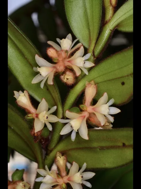 Orchid Species Trichotosia velutina ( Last Batch For A Long While )