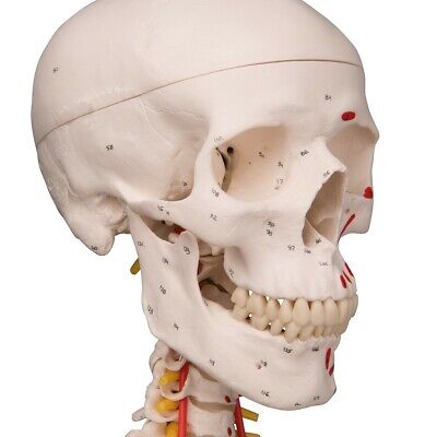 Modello di Scheletro umano Sam con legamenti articolari e inserzioni muscolari 3