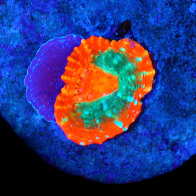 CORALS OF EDEN ~ WYSIWYG - UFO Chalice Coral Frag ~Live Coral for Sale LPS  SPS