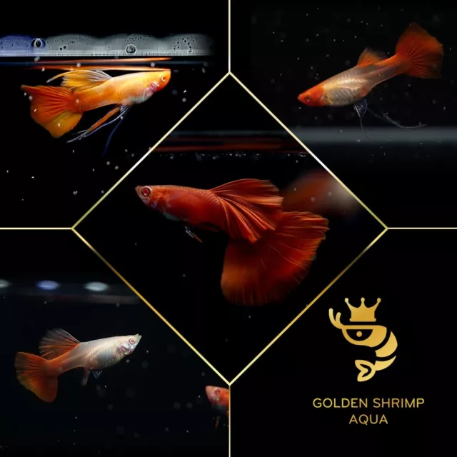 1 Trio - Full Super Red Halfmoon - Live Fish - Guppy Sales - High End Grade