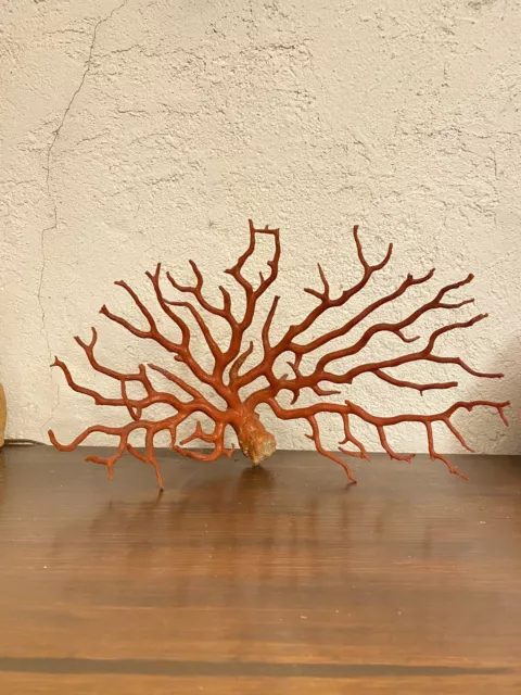 branche de corail rouge