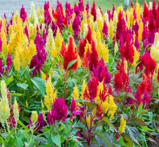 100 X Pampas Plume Celosia Seeds-Mixed Colour-Cheerful Hardy Garden Border Plant