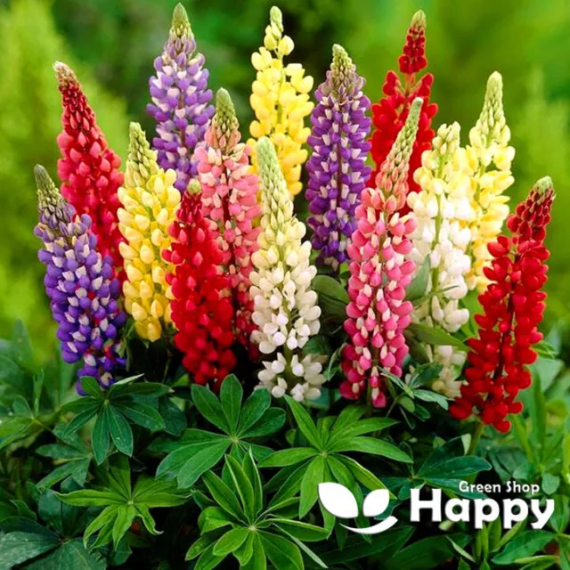 RUSSELL LUPIN MINARETTE DWARF MIX - 60 seeds - Lupinus Polyphyllus  - FLOWER