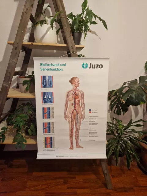 Anatomiekarte Plakat Blutkreislauf und Venenfunktion Physiologie JUZO Schulkarte